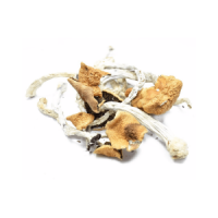 Fungo psilocina in linea Italia
